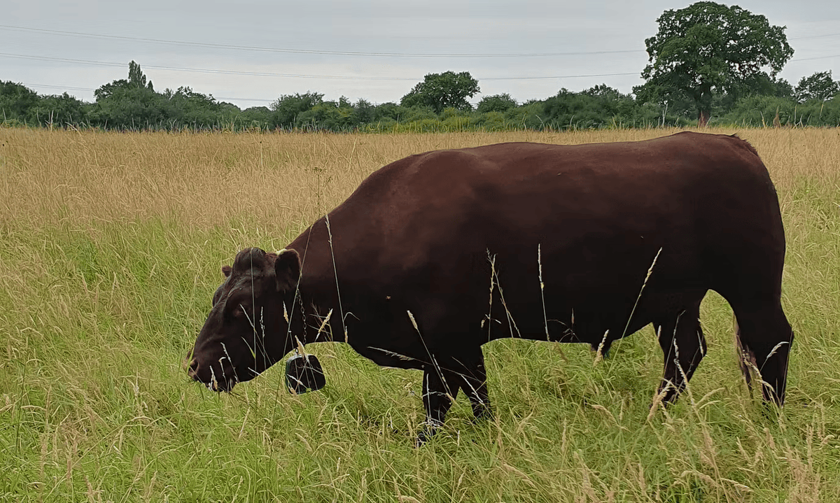 BIG South London tweet media