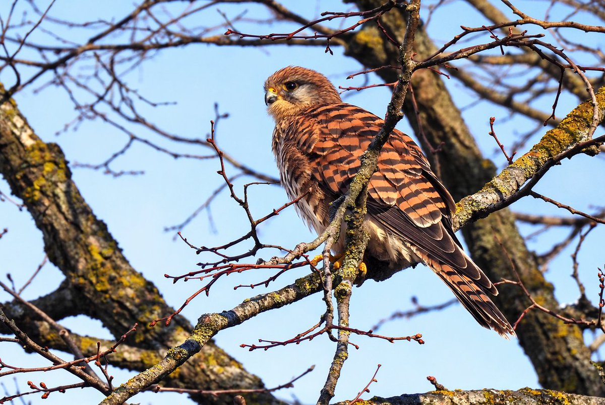 Tim Ballard tweet media