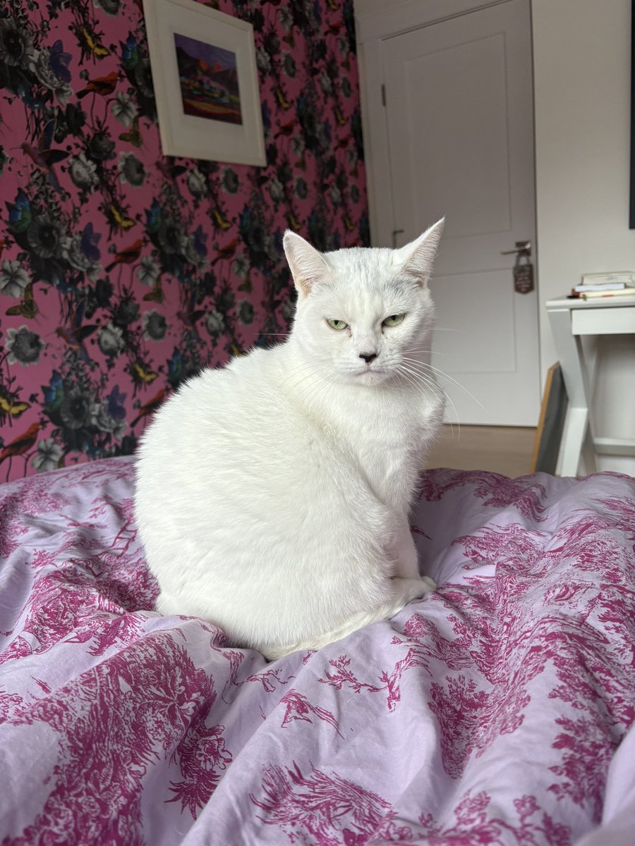 ClioBR's tweet photo. @rainylune I love u and this here is my Max and her serious little face https://t.co/ElkxZI8aQ7