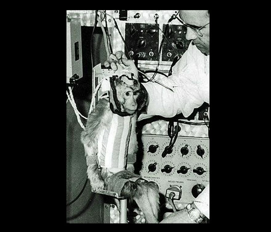Space + monkey narrative. 

The first monkey that went to space. 

CzR1j5L55oKo2tqzGaGqHG9vGPypNHM8ras1uowrpump