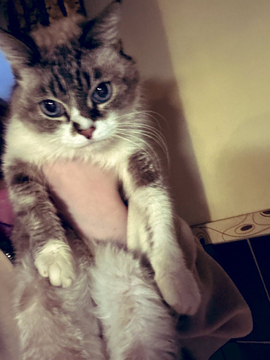 Змея редкая возвращается tweet media