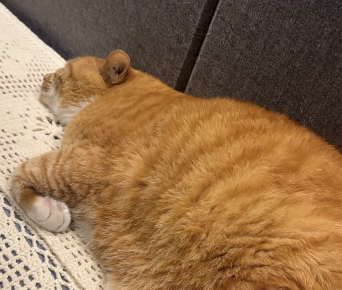 Hаппа tweet media