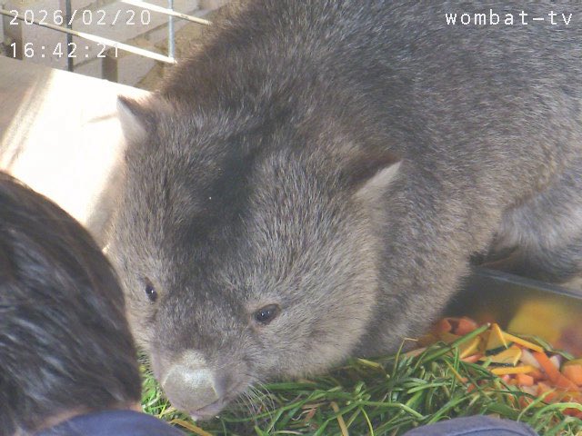 今日も美味しいね〜。
#ウォンバット　#五月山動物園