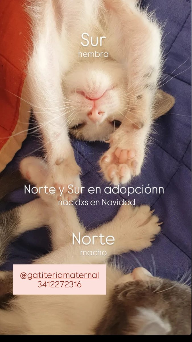 rocarcoiris's tweet photo. Gatitos en adopción en Rosario 🐱
Por favor compartir para que encuentren casita ❤️ https://t.co/ig2STEvOI4