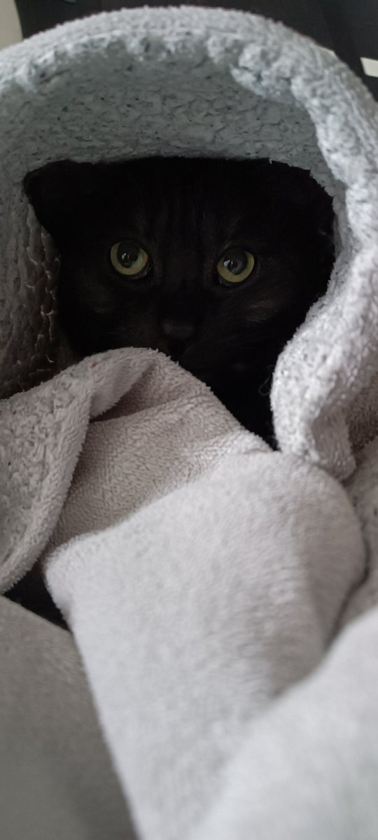 CloeyTkittyCat's tweet photo. What's up ¿ https://t.co/99W2j2Uih4