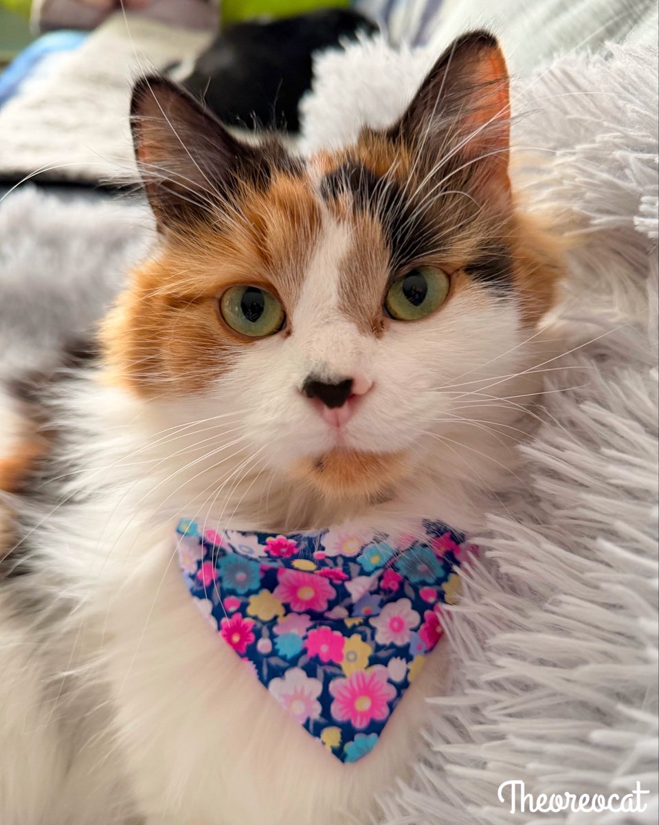 Good morning everypawdy,
Today we’re another little snow storm! The Winter isn’t over yet! I’m cozy and warm in my mom’s spot on the couch. It has extra good stink too. Mom says when I sit here, it reminds her of Oreo. What’s your weather like today?
~ Olive 🫒

#theoreocat