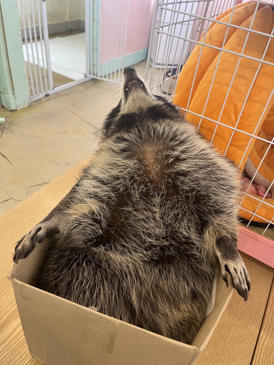 오늘 지너 보러 갔다 옴 
성격 개더러운 라쿤만 보면 지너 모에화를 하는 여자가 돼… 그래내눈에는홍지너가다소이렇게보인다