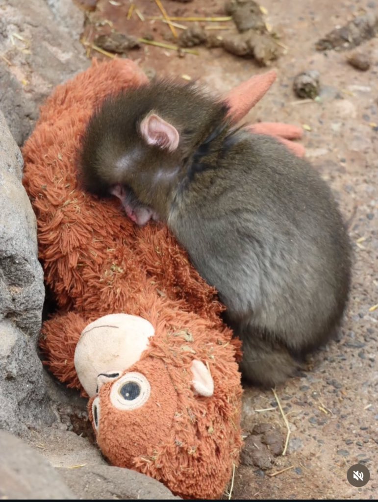 lukmaanelha's tweet photo. @PopBase This poor baby Punch just wanted to play and got dragged by mama bear energy ๐ญ๐
Protect the little one at all costs!! Justice for Punch ๐๐ก๏ธ
Who else is ready to riot for this cutie?
#JusticeForPunch https://t.co/DbGArRcpIt