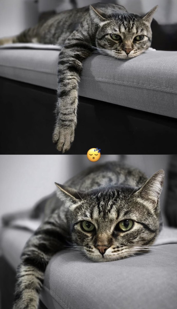 Official Catcoin tweet media