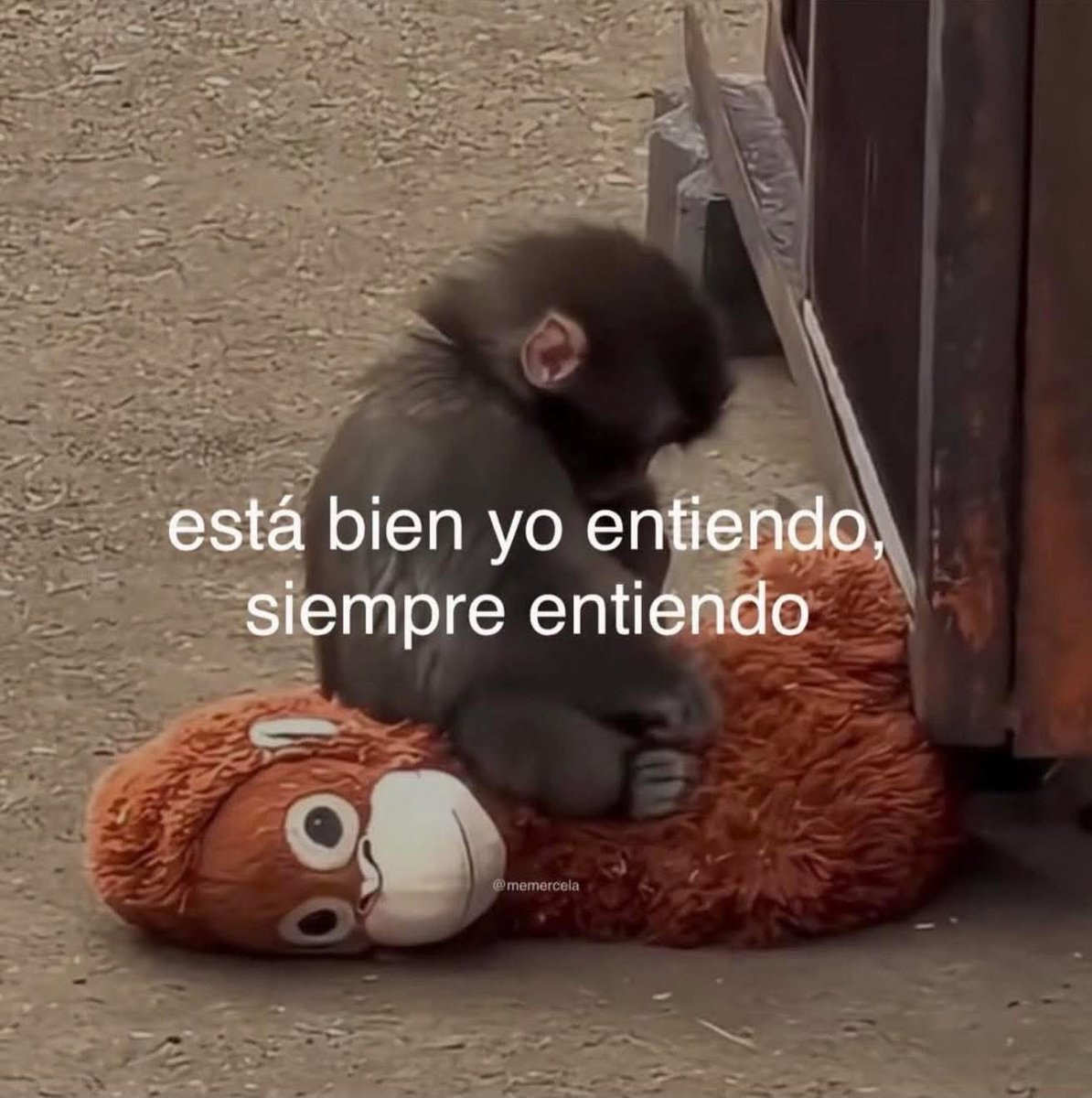 Bandidosfrasess's tweet photo. https://t.co/ZCeq1HYouR