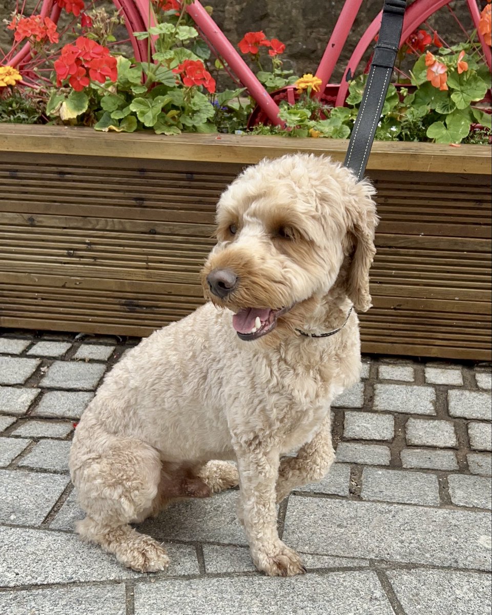 Princesshay tweet media