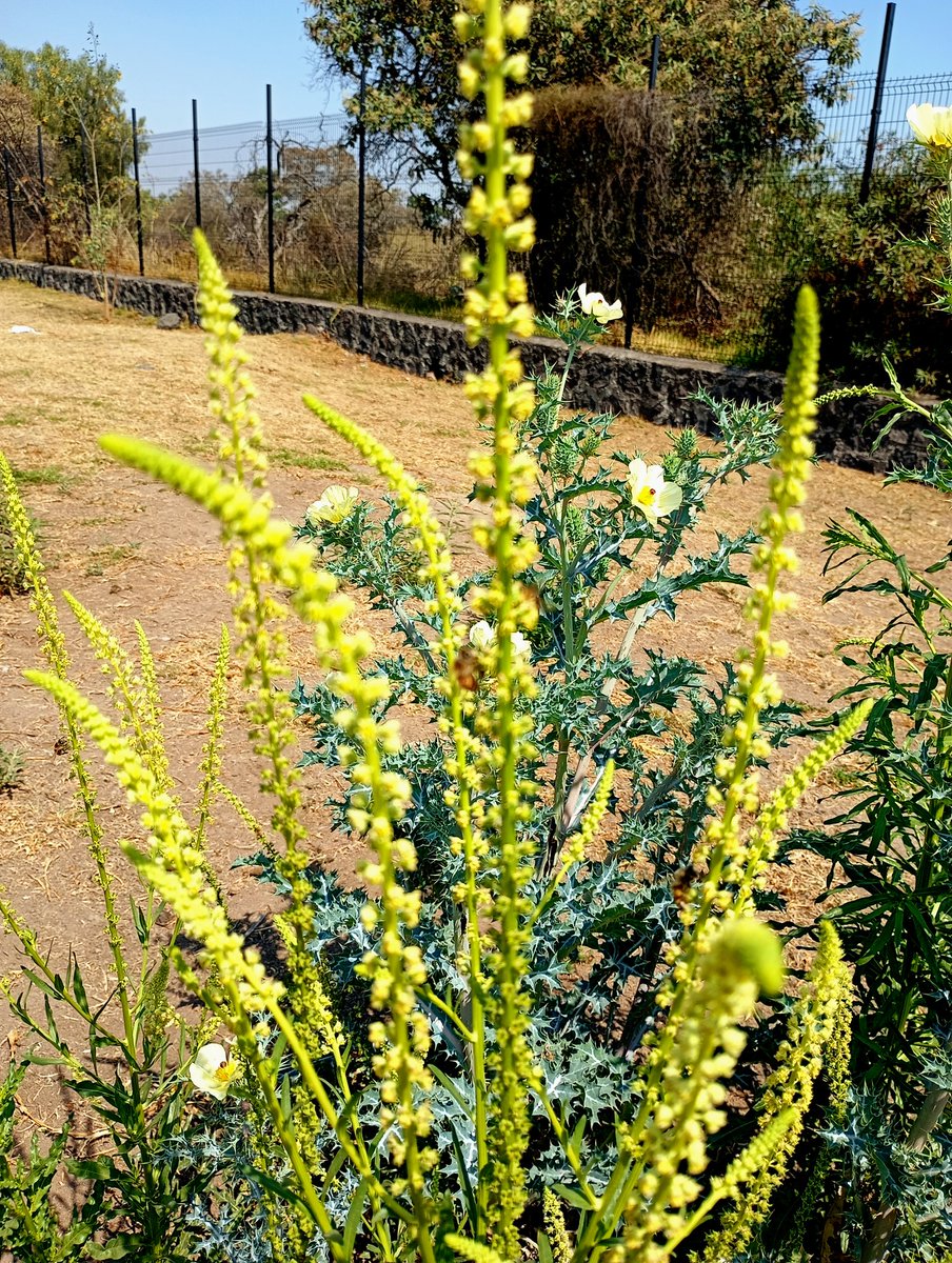 Un poquito tarde...#MiercolesDeEspinas 
<a href="/pavelgaor/">𝙋𝙖́𝙫𝙚𝙡</a> 
#DeCaminoACasa