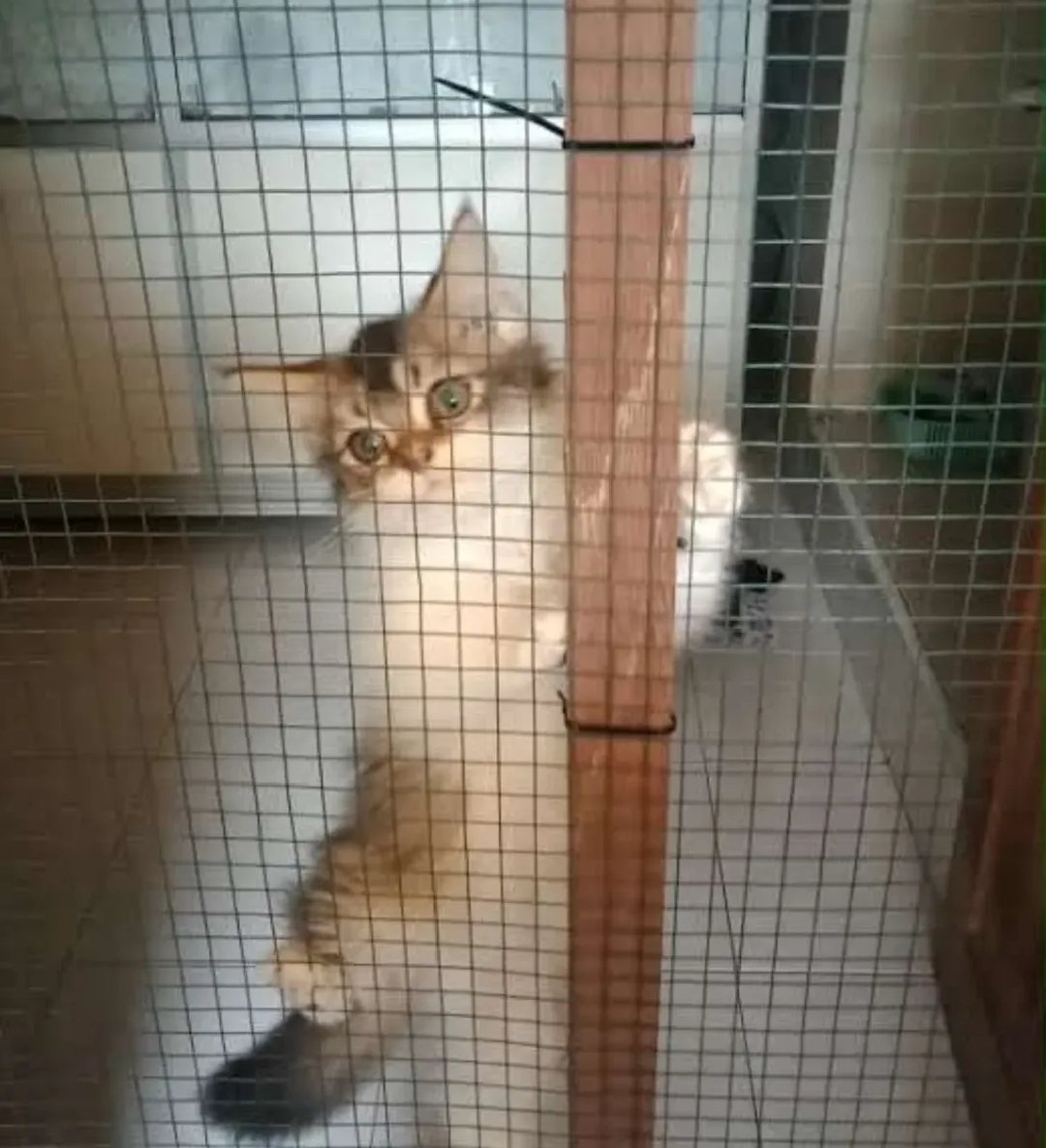 matchaaa tweet media