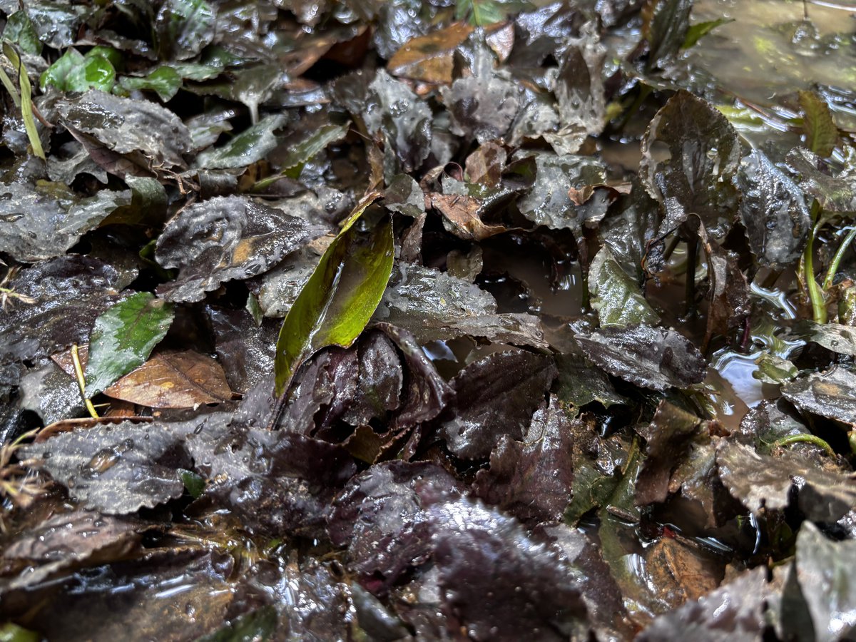 Cryptocoryne ferruginea Kpg. Lape Sanggau Kalimantan Barat
