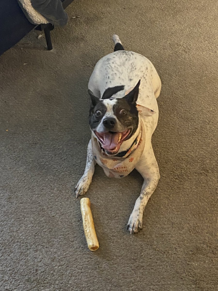 AngieBorn71's tweet photo. #poochpics @UFC_Productions 
Zeke https://t.co/4crsGOGWAy