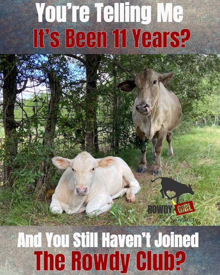 Rowdy Girl Sanctuary turns 11 today 🐮
For 11 years we’ve defied the odds in the middle of cattle country.
Celebrate with us by joining the Rowdy Club at $11/month — or increase your membership by $11 to help us say YES to more rescues. tinyurl.com/3njxptxs
