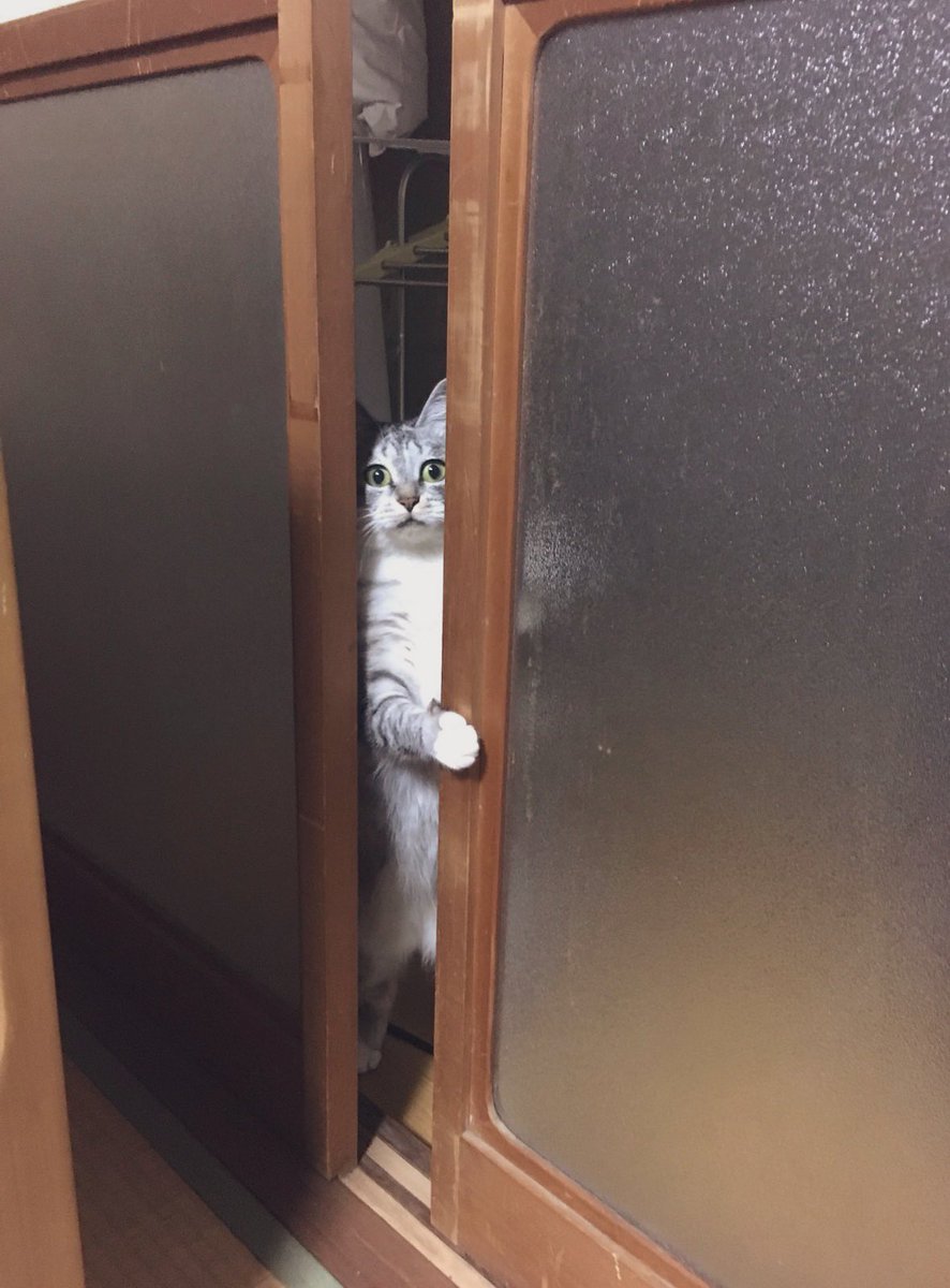 サバンニ「あの、今日、牛乳が僕んとこへ来なかったので、貰いにあがったんです」