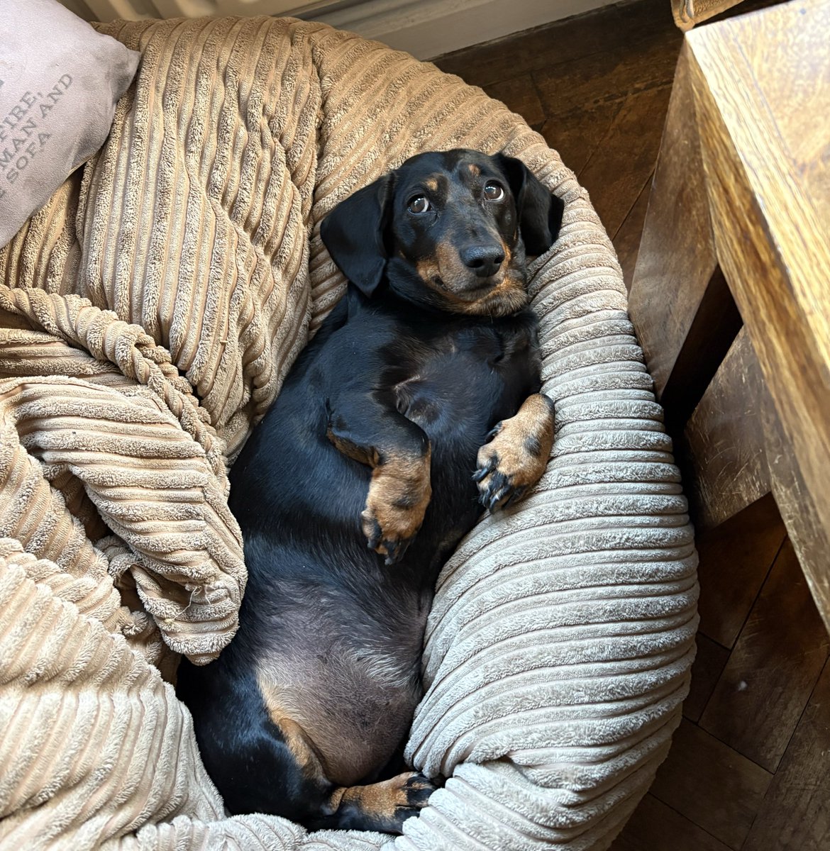 whoreformami's tweet photo. @Garrett_Watts this is my sausage dog Anton https://t.co/Bn5IQwgR1E