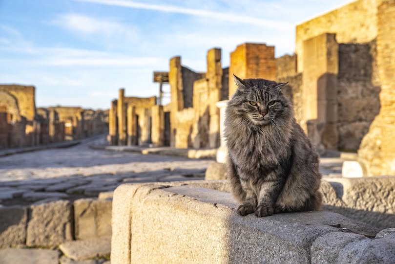 LaPresse_news's tweet photo. Pompei, morto Lince: era il gatto ‘decano’ degli Scavi.
#lapresse #Pompei #curiosita'
Leggi la notizia : https://t.co/njkMo33Pja https://t.co/RVjQtfQq6J