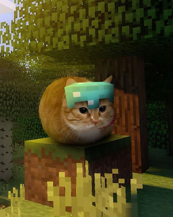 No Cats No Life (@nocatsnolife_m) on Twitter photo 