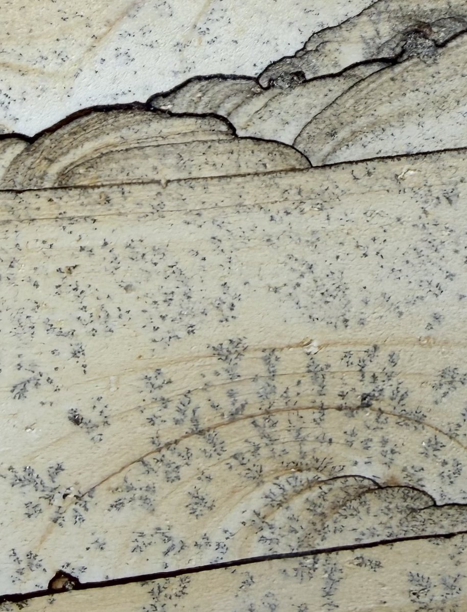 浅草橋② @gems_r5 さん 天草の木目石 日本にこんな面白いピクチャー