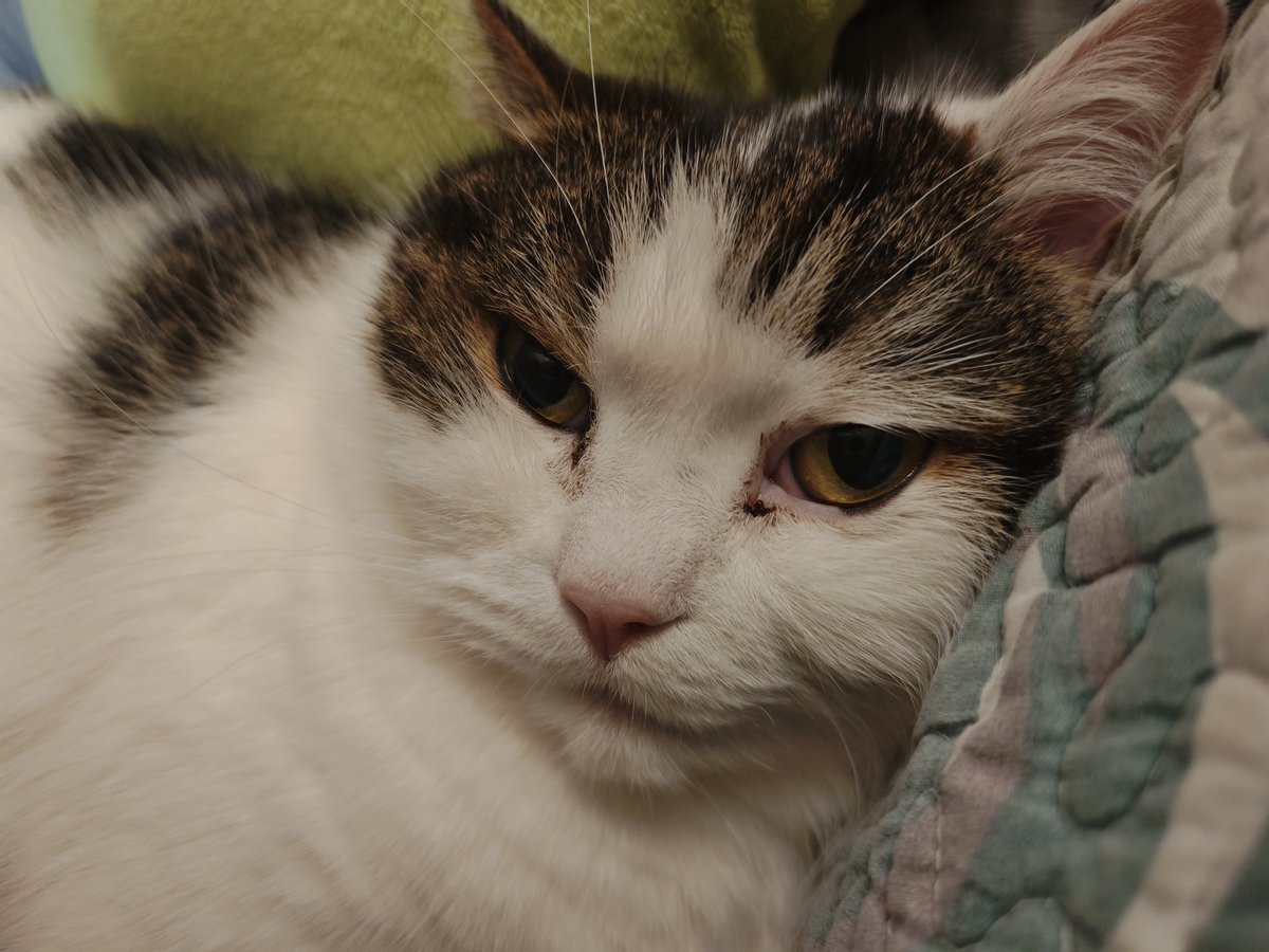 Post by Niko2cats on X: 猫总缠着