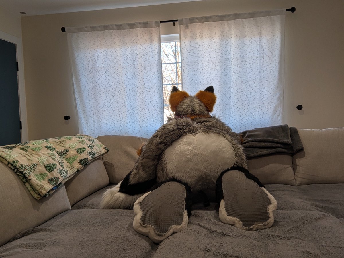 Cobalt Wuffy (Kane Coyote AD) tweet media