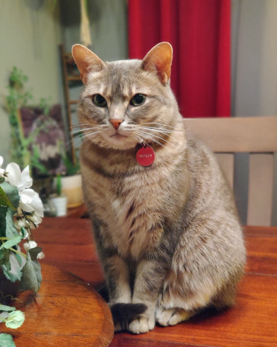 ASPCA Pet Insurance tweet media