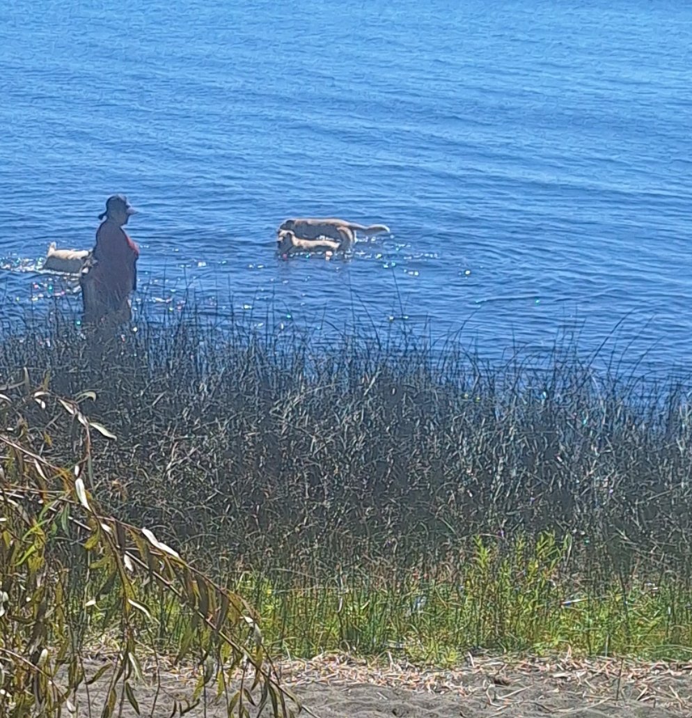 quienSeaNoMas's tweet image. Vieja ql mete 6 perros al humedal de llanquihue zona de anidacion de avifauna en #Llanquihue favor acudir  @Carabdechile