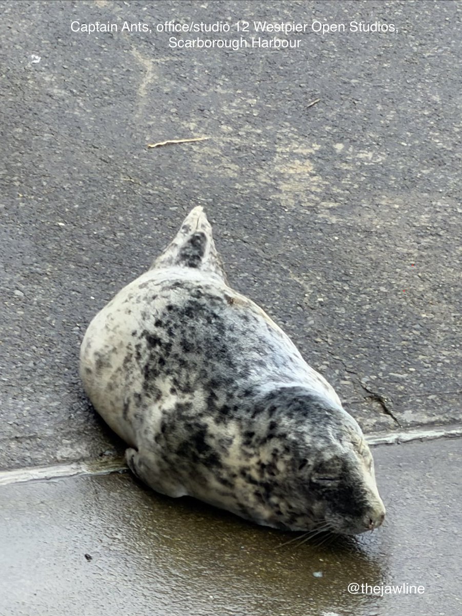 thejawline's tweet photo. Dream Sweet Seal pup dreams… #scarborough #harbour #westpier #wildlife #sealife #yorkshire #coast https://t.co/bGuXQkHiCW