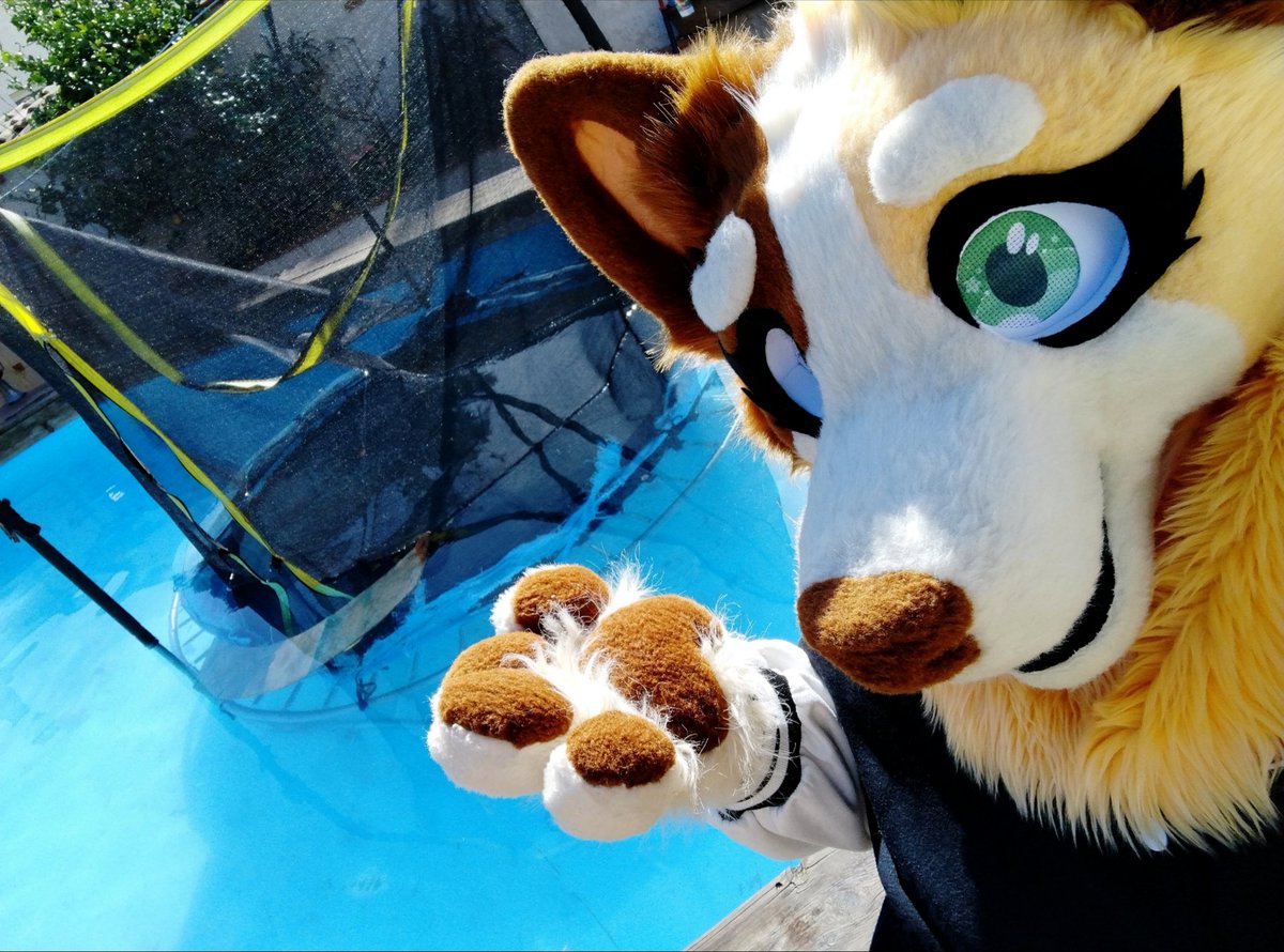 🧡 Chilli Heeler 🧡 tweet media