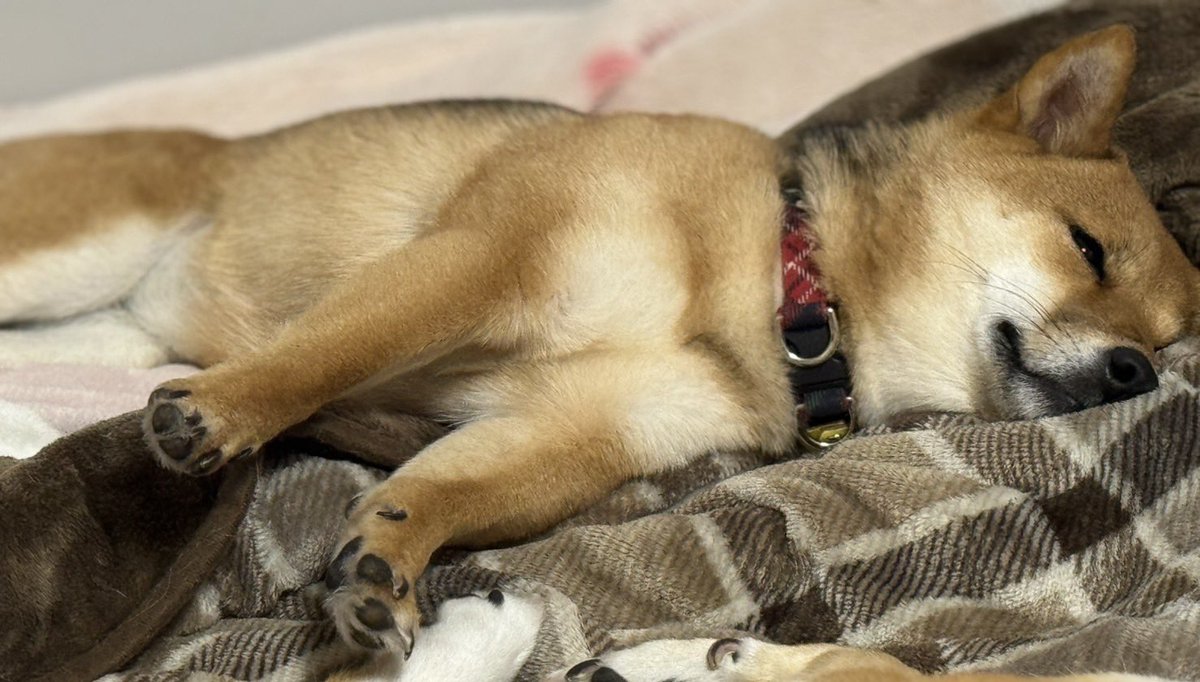 #全日本気持ち良さそうに眠る柴犬選手権
