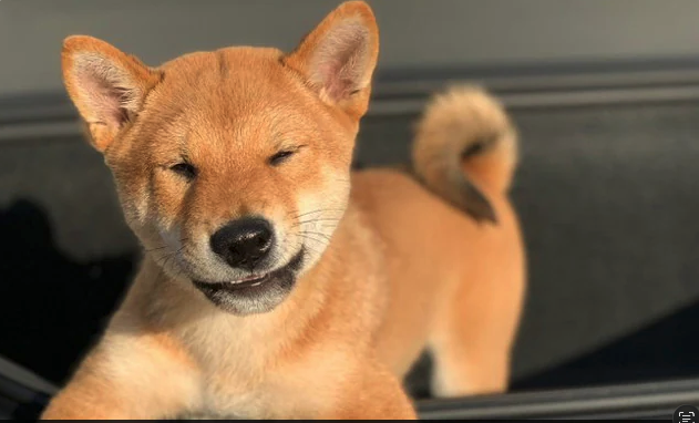 Floki Waff tweet media