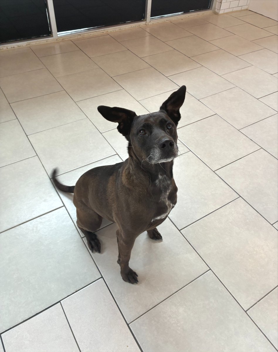 metro_plano's tweet image. Olive understood the assignment: play hard, pose harder 🫒📸🐾
#MetroAnimals #PlanoTexas #DogsOfTexas