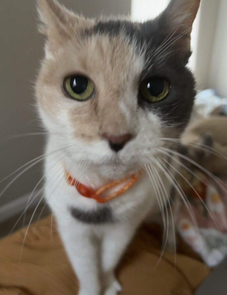 nerdycassidy's tweet photo. @Garrett_Watts Here’s Flora, the most chaotic kitty to ever roam these pawrts https://t.co/qEHfz5Whvp