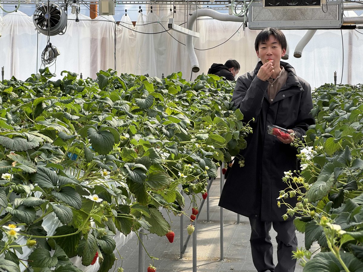 kit_esports_pj's tweet image. プロジェクトのみんなでいちご狩り🍓
紅ほっぺも章姫も最高でした…！

甘くて幸せな時間☺️

#金沢工業大学 #KITeN