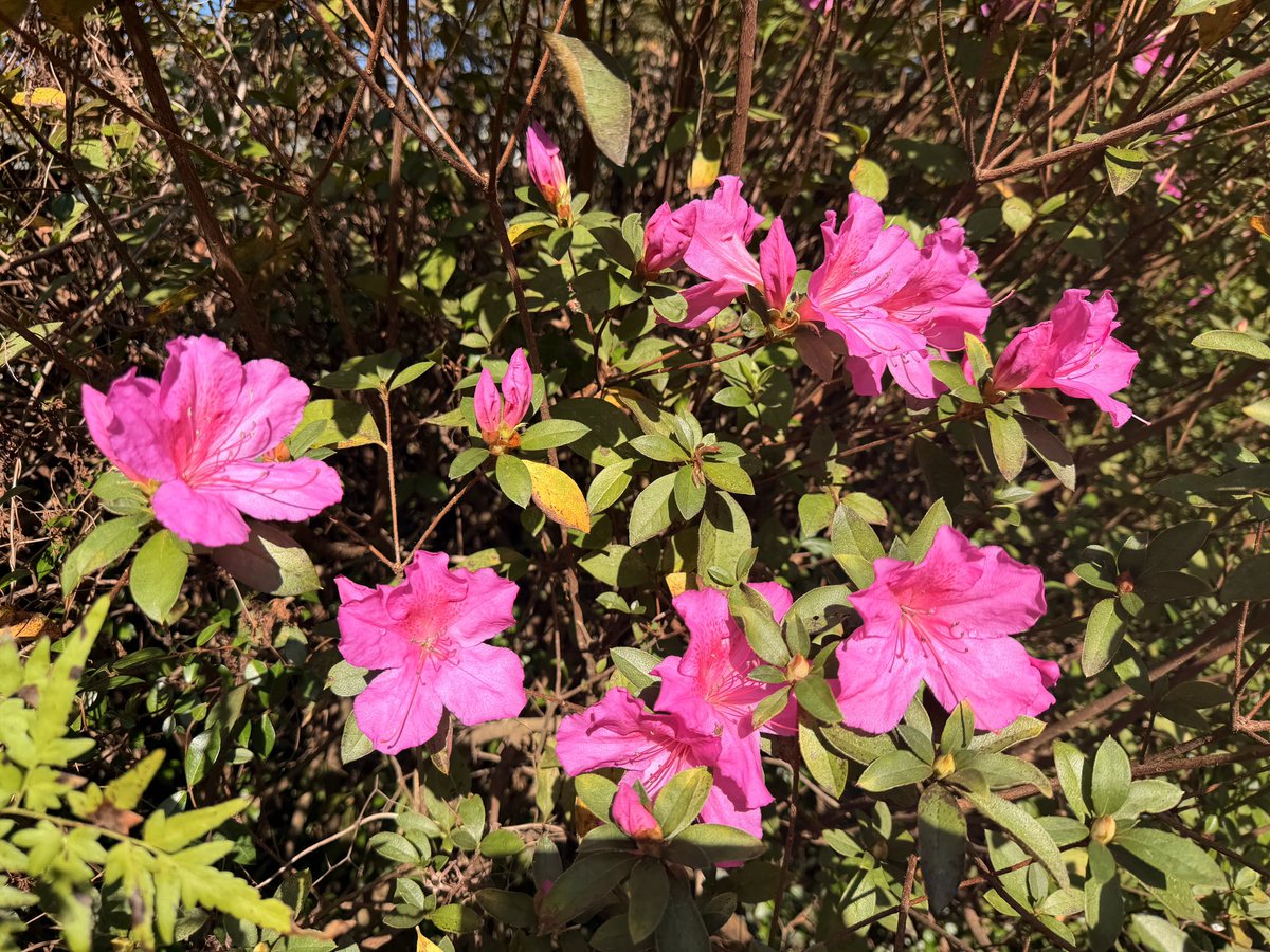 WARM SPELL: Not in full bloom, but some azaleas are getting started in  Midtown Mobile!