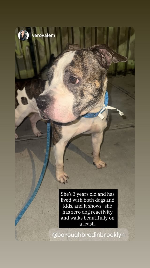 NMBewitched's tweet image. #LoveYourPetDay 
#FridayFirstClass 
#AdoptionisaPassion 

Ms Fendi, to me
She is class, love &amp;amp; hope 
A Level 1 Superstar 
Who belongs in a fabulous home

#AdoptMe