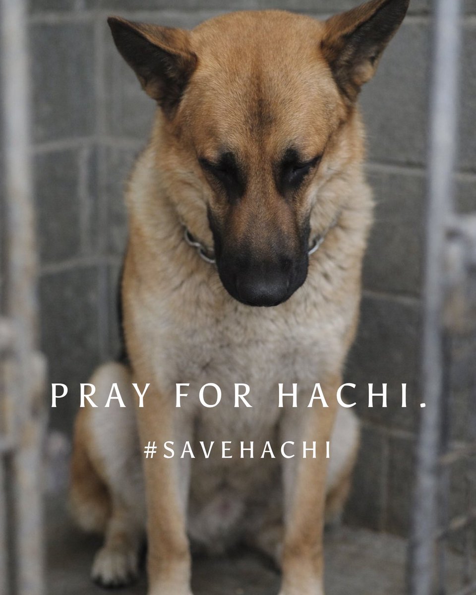 #SaveHachi Update (really not much of one)

I love posting happy adoption stories, everyone loves happy. Lately, I’ve been sharing them even more, partly to help drown out the absolute evil of the Hachi situation.

A few days ago, a friend who works for the @RosenbergTxGov told
