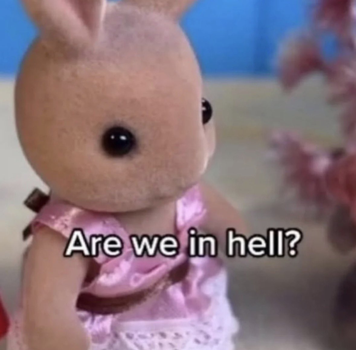 raccoonesthetic's tweet image. 