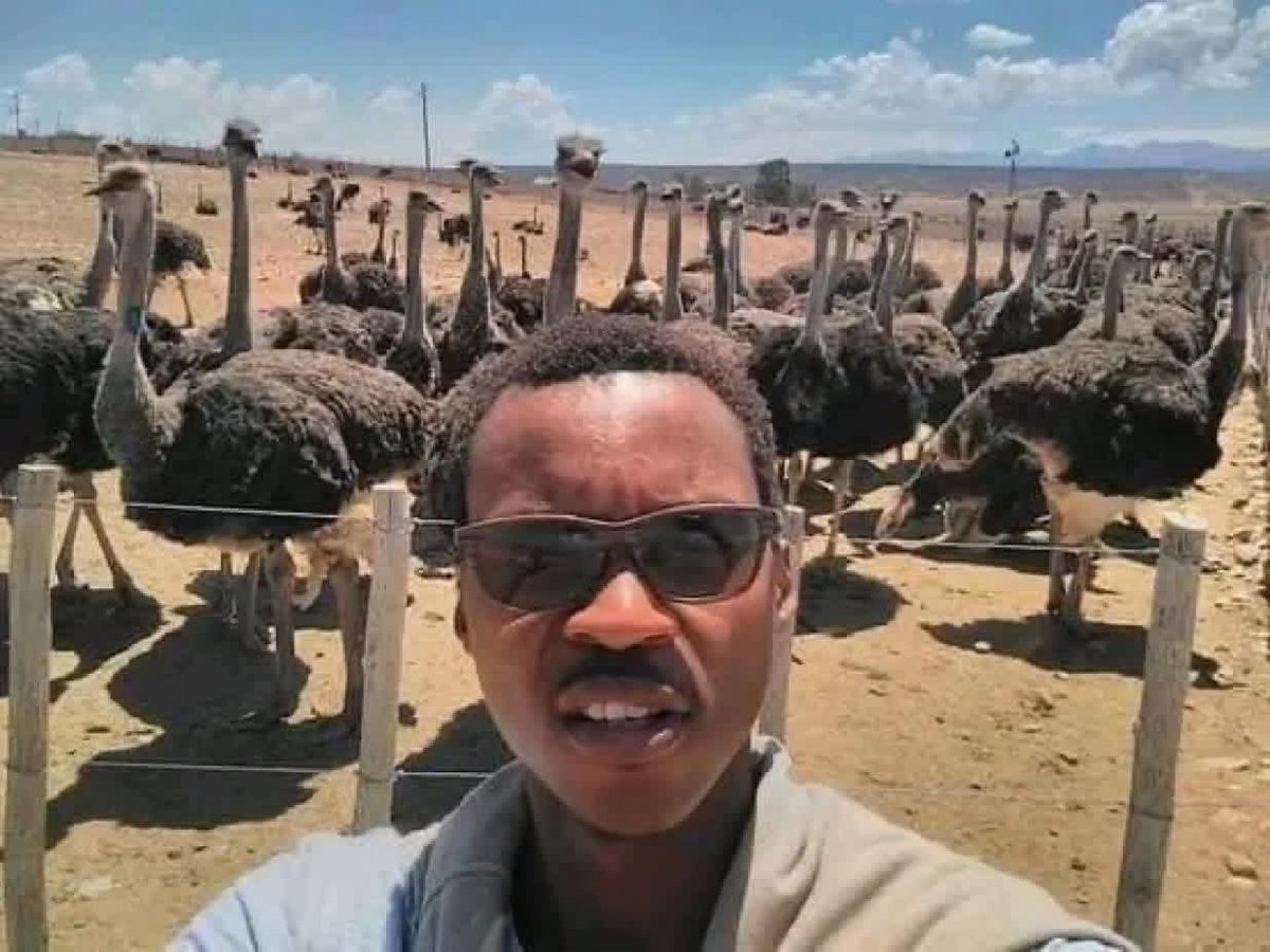 Did you know? Ostrich, the biggest bird in the world, can only be found in Africa.

Nigerians had them, they ate all of them including their eggs🚮
