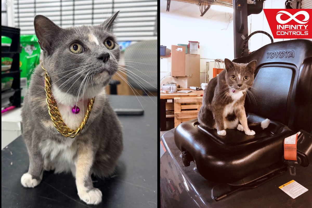 InfinityPanels's tweet image. Our longest-serving team member. Saddie has never missed a shift, never complained about the hours, and maintains the highest standards in the shop. Management material, honestly. 🐾 

⚡Start your project today: Inf-ind.com

#electrical #satisfying #journeyman #cats