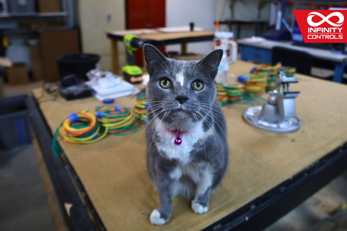 InfinityPanels's tweet image. Our longest-serving team member. Saddie has never missed a shift, never complained about the hours, and maintains the highest standards in the shop. Management material, honestly. 🐾 

⚡Start your project today: Inf-ind.com

#electrical #satisfying #journeyman #cats