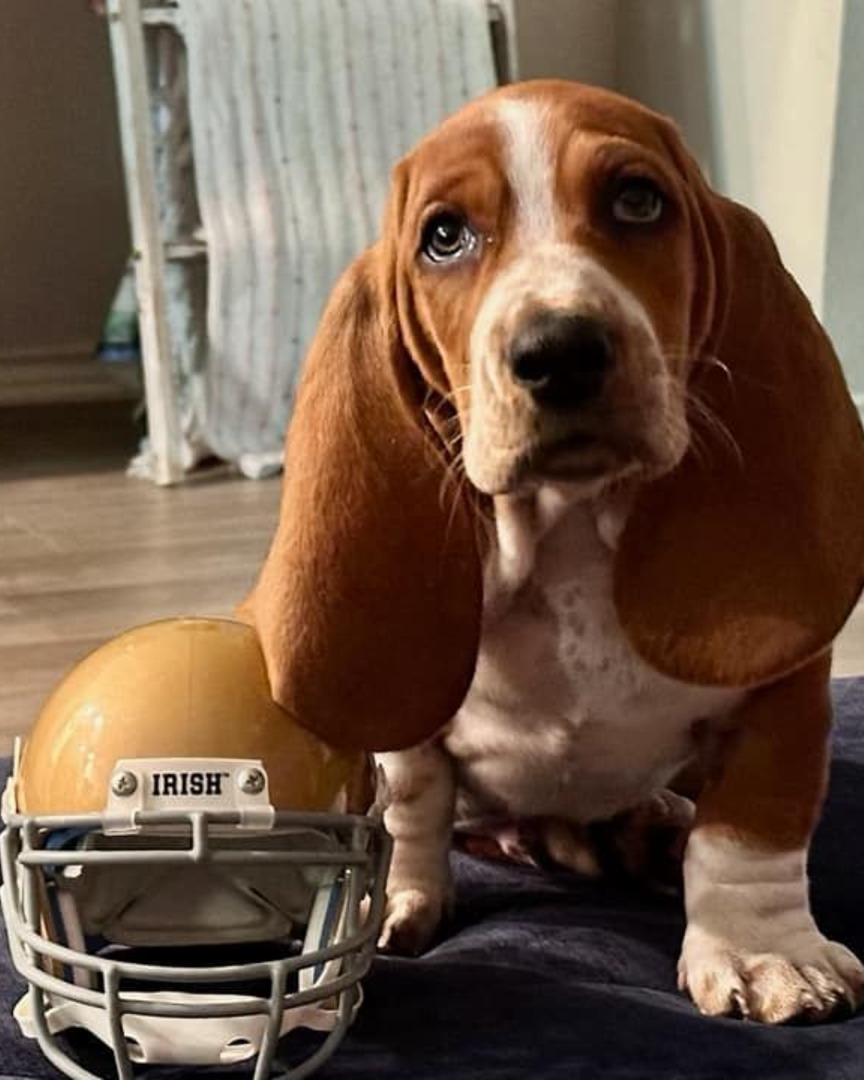 Notre Dame Alumni tweet media