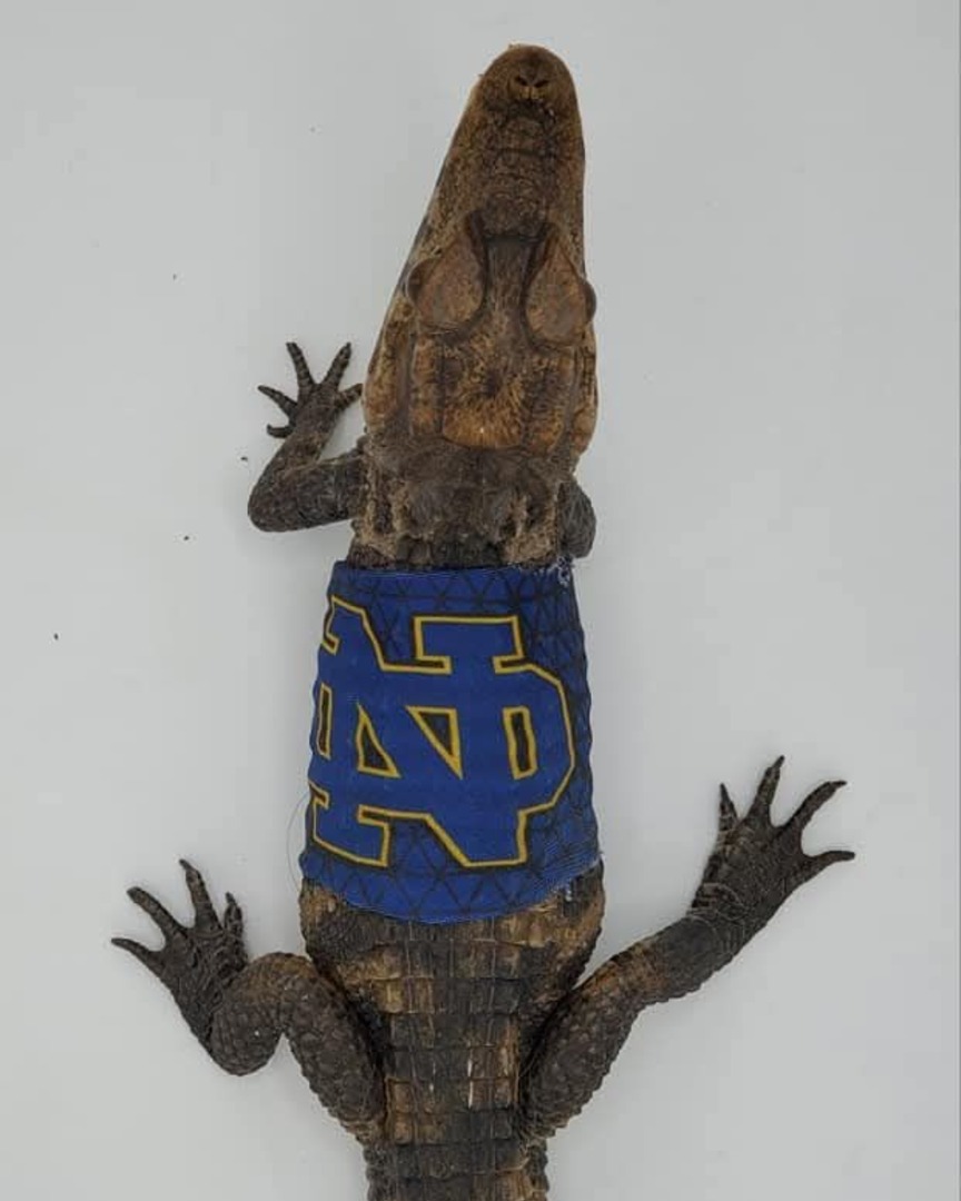 Notre Dame Alumni tweet media