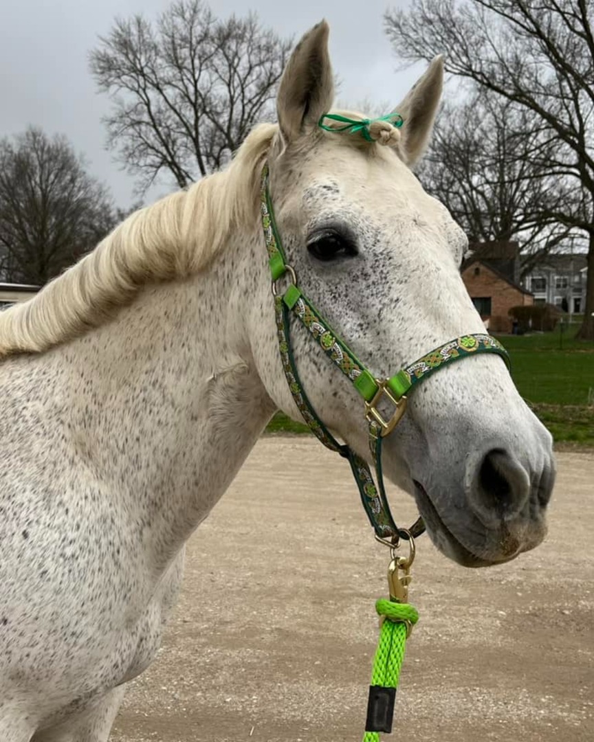 Notre Dame Alumni tweet media