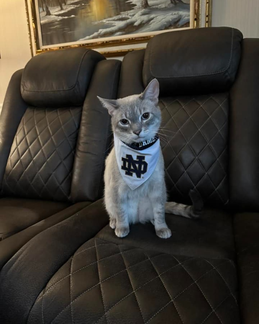 Notre Dame Alumni tweet media