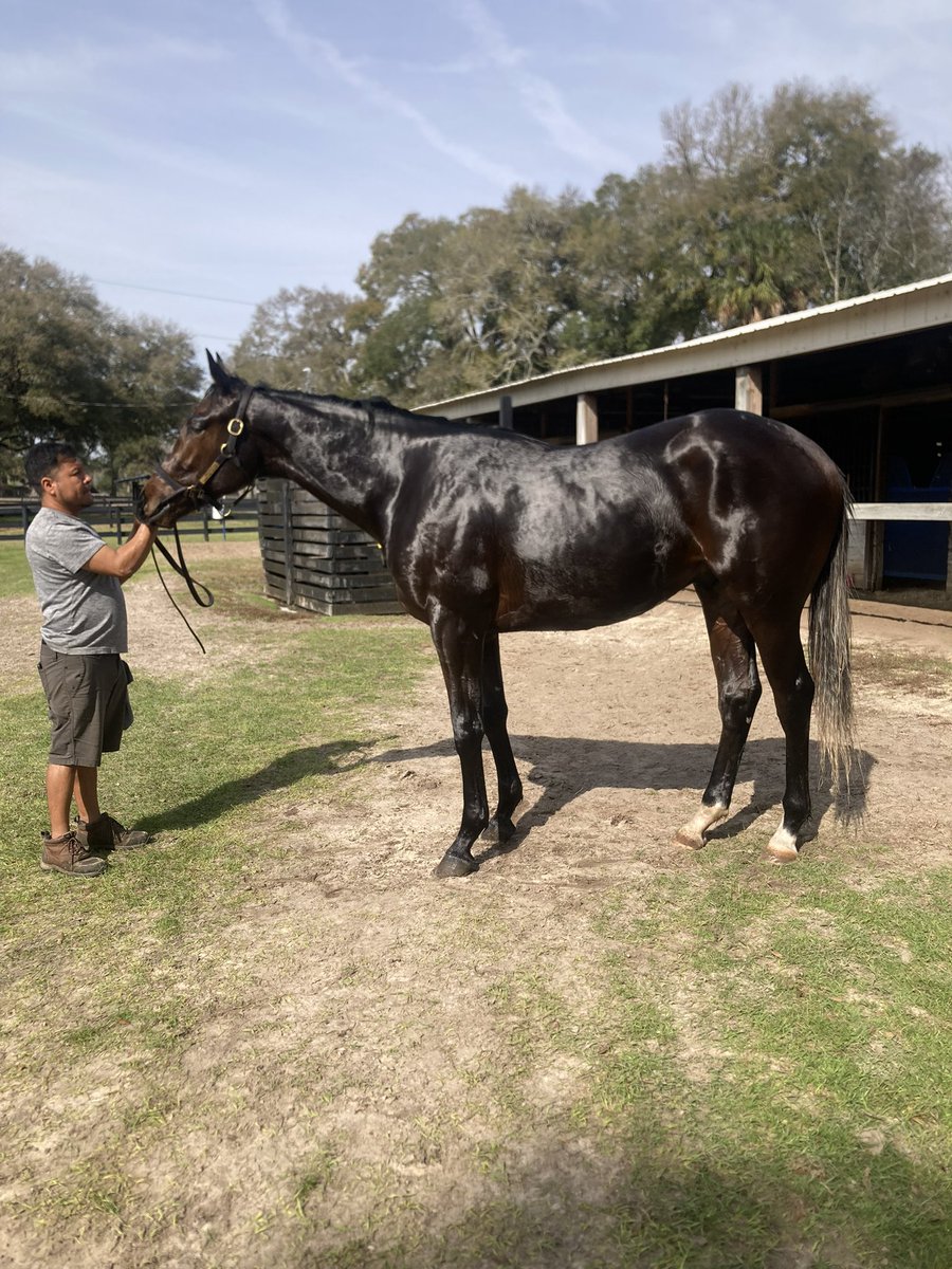 Seth Morris Thoroughbreds tweet media