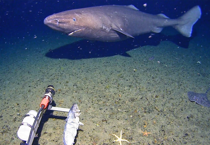 Captan por primera vez a un tiburón en las aguas de la Antártida dlvr.it/TR4Fgk