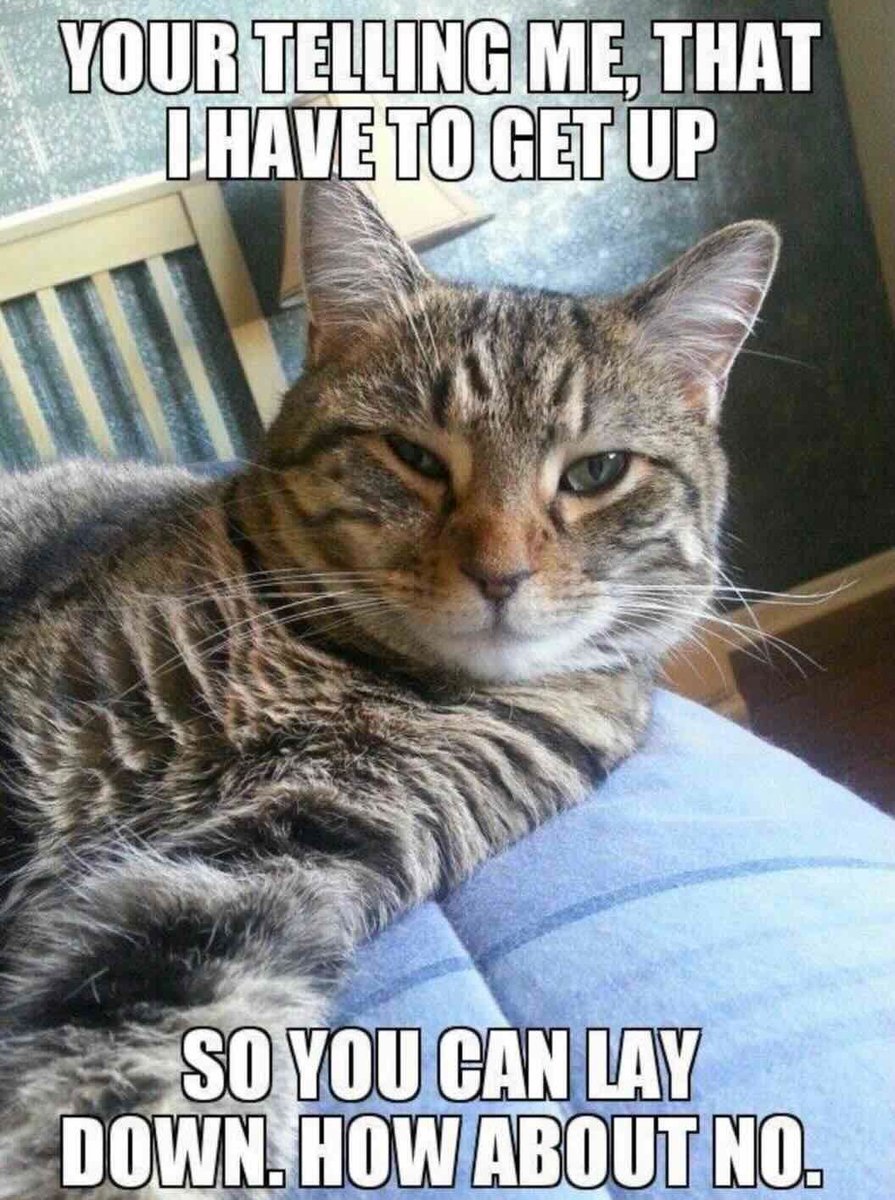 Cats and Kittens tweet media